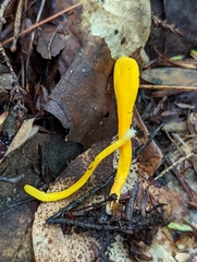 Clavulinopsis helvola