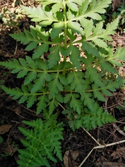 Ligusticum porteri