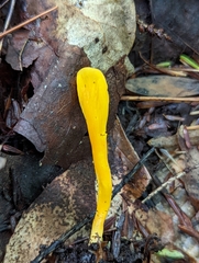 Clavulinopsis helvola