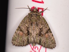 Phosphila miselioides