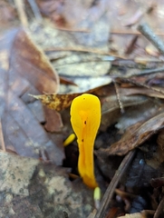 Clavulinopsis helvola