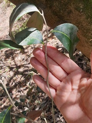 Diospyros fasciculosa