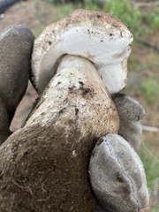Boletus edulis grandedulis