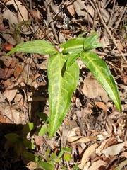 Syngonium