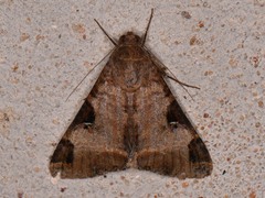 Melipotis perpendicularis