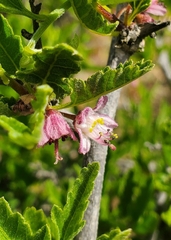 Bridgesia incisifolia