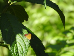 Heliophorus