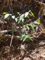 Diospyros fasciculosa