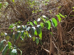 Diospyros fasciculosa