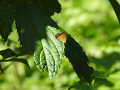Heliophorus