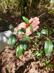 Diospyros fasciculosa