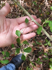 Maclura cochinchinensis
