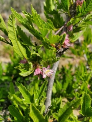 Bridgesia incisifolia