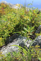 Bupleurum komarovianum
