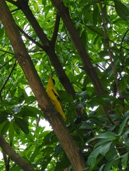 Oriolus chinensis