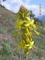 Asphodeline lutea