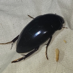 Hydrophilus ovatus