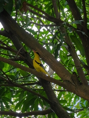 Oriolus chinensis