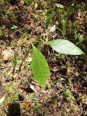 Rhodomyrtus psidioides