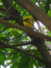 Oriolus chinensis