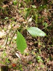 Rhodomyrtus psidioides