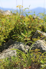 Bupleurum komarovianum