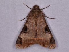 Melipotis perpendicularis