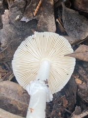 Pantherinae