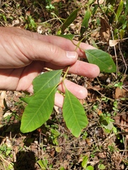 Rhodomyrtus psidioides