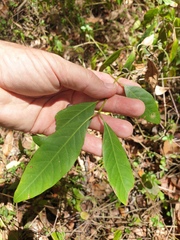 Rhodomyrtus psidioides