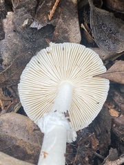 Pantherinae