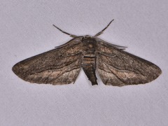 Holochroa dissociarius