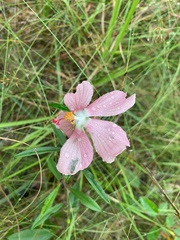 Decaschistia parviflora