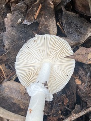 Pantherinae
