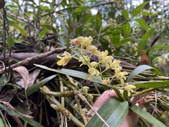 Dendrobium gracilicaule