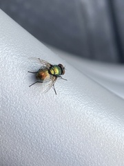 Lucilia coeruleiviridis