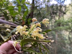 Dendrobium gracilicaule
