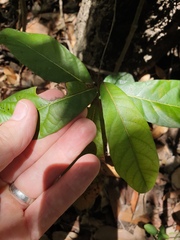 Cryptocarya