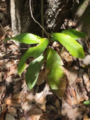 Cryptocarya