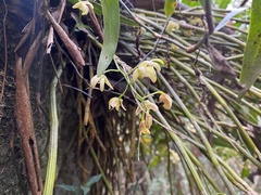 Dendrobium gracilicaule