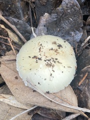 Pantherinae