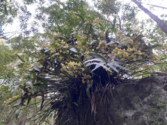 Dendrobium gracilicaule
