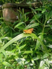 Taractrocera luzonensis