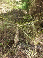Casuarina cunninghamiana