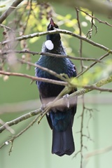 Prosthemadera novaeseelandiae novaeseelandiae