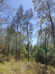Casuarina cunninghamiana