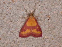 Pyrausta laticlavia