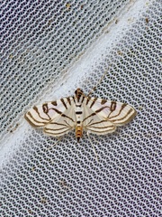 Conchylodes ovulalis