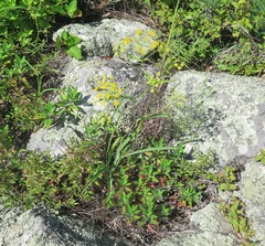 Bupleurum komarovianum