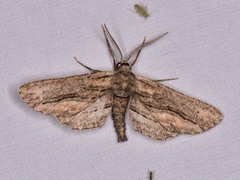 Holochroa dissociarius